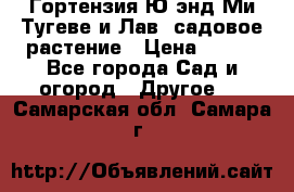 Гортензия Ю энд Ми Тугеве и Лав, садовое растение › Цена ­ 550 - Все города Сад и огород » Другое   . Самарская обл.,Самара г.